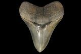 Serrated, Fossil Megalodon Tooth - Georgia #78183-1